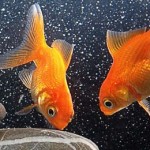 css-fish